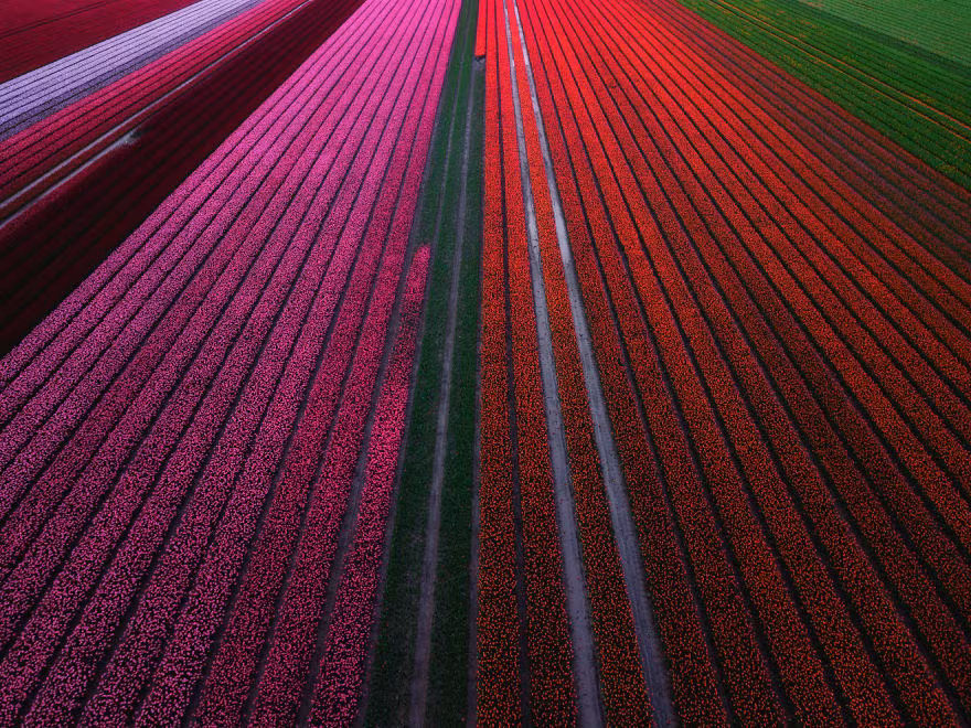 loat anh khien ban muon den ha lan ngay lap tuc