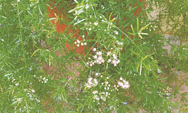 nhung bai thuoc co phuong duong da trang ngan