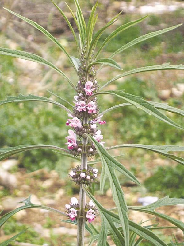 nhung bai thuoc co phuong duong da trang ngan