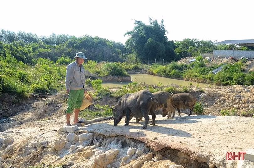 9X Nghi Xuân khai hoang đất đồi nuôi hàng trăm con lợn rừng