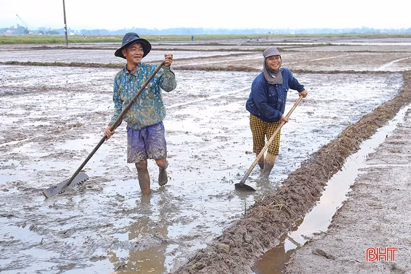 Sản xuất hè thu “chạy đua” với thời vụ
