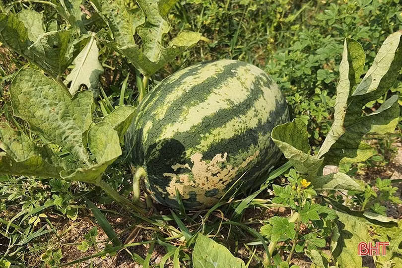 Trồng dưa hấu trên đồng hoang cho thu nhập cao