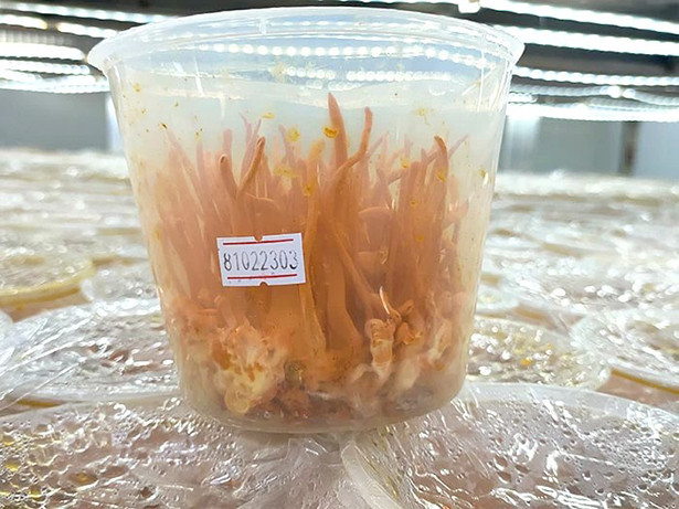 Có nên uống đông trùng hạ thảo thường xuyên không? ảnh 2 Có nên uống đông trùng hạ thảo thường xuyên không?