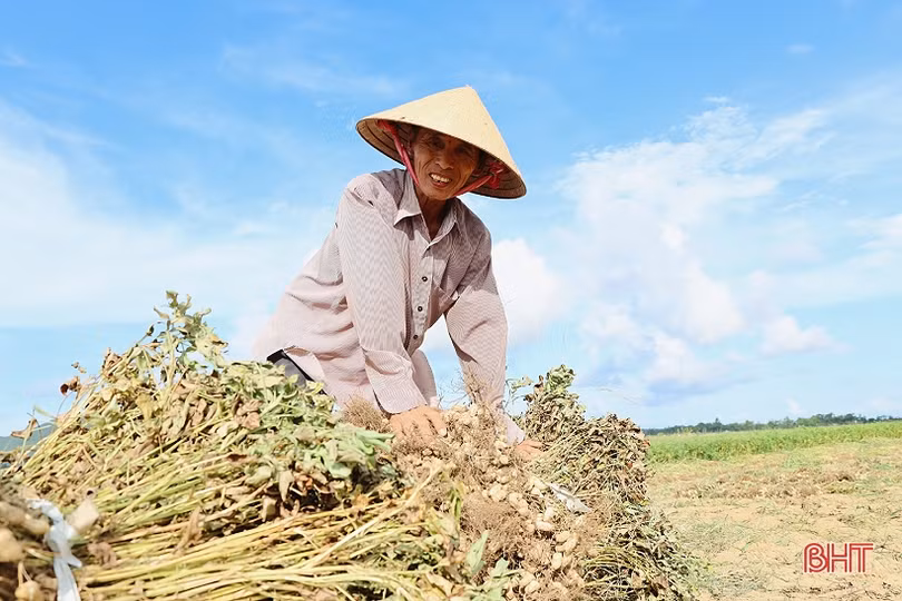 Niềm vui nhân đôi trong mùa thu hoạch lạc ở Lộc Hà