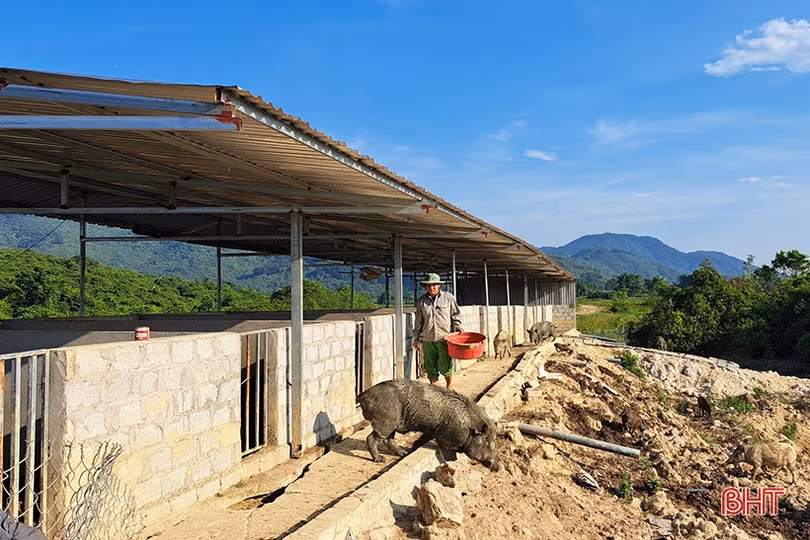 9X Nghi Xuân khai hoang đất đồi nuôi hàng trăm con lợn rừng