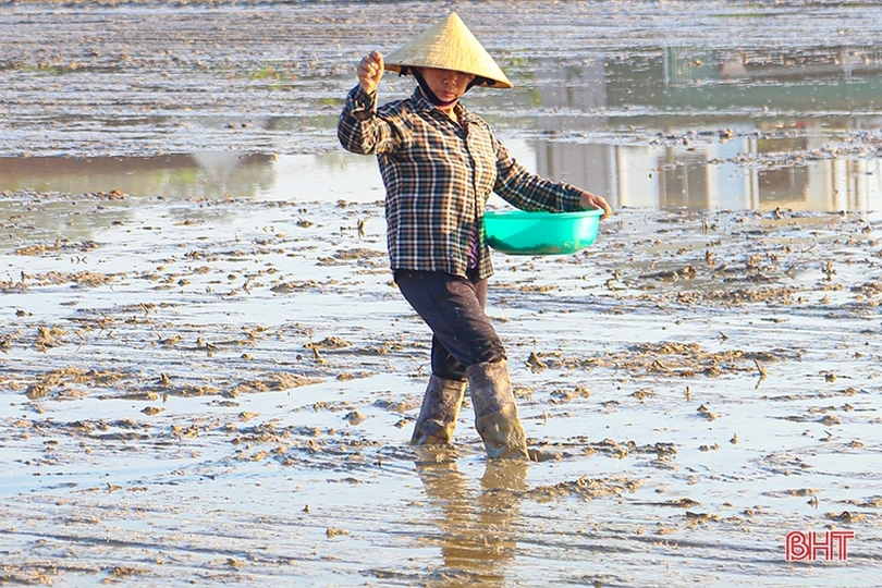 Sản xuất hè thu “chạy đua” với thời vụ