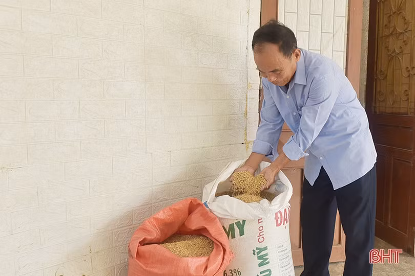 Nông dân Hà Tĩnh mở rộng diện tích trồng lúa thân thiện môi trường