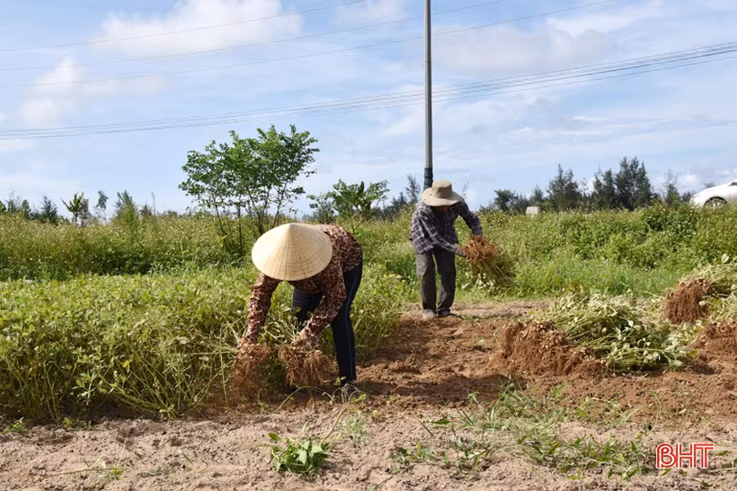 Niềm vui nhân đôi trong mùa thu hoạch lạc ở Lộc Hà