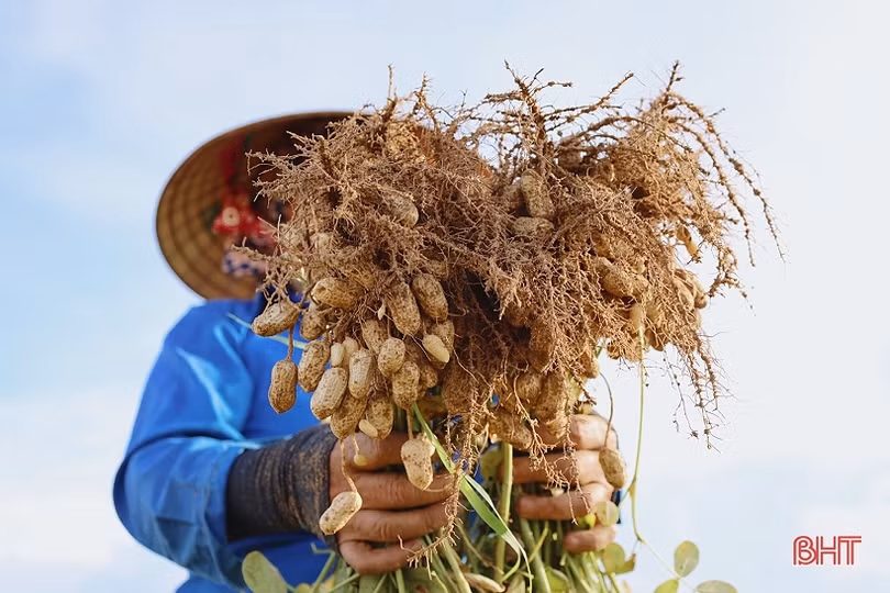 Niềm vui nhân đôi trong mùa thu hoạch lạc ở Lộc Hà