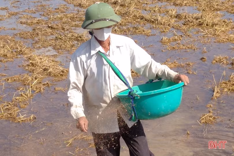 Nông dân Hà Tĩnh mở rộng diện tích trồng lúa thân thiện môi trường