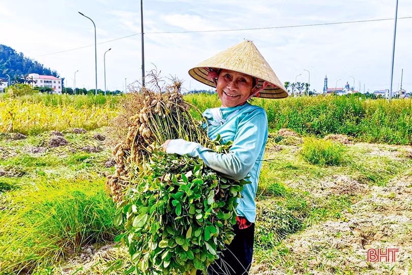 Lạc xuân được mùa toàn diện, nông dân Hà Tĩnh thêm vui