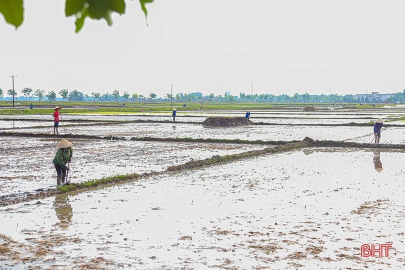 Sản xuất hè thu “chạy đua” với thời vụ