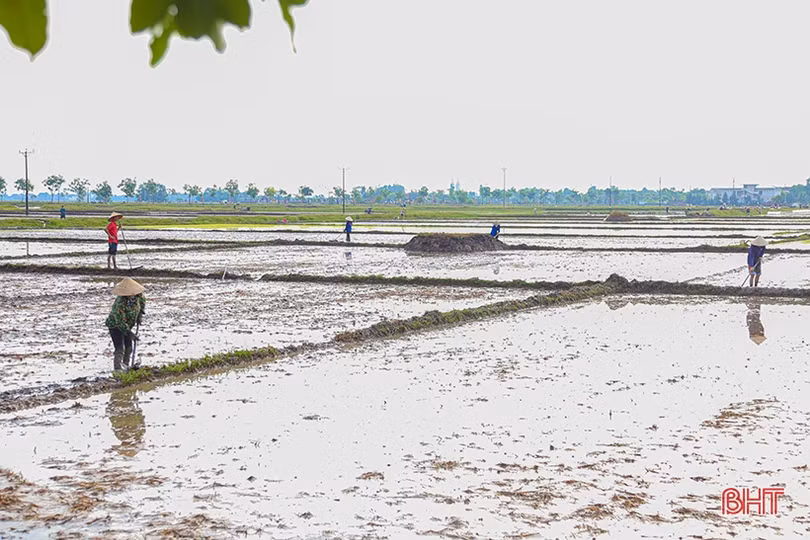 Sản xuất hè thu “chạy đua” với thời vụ