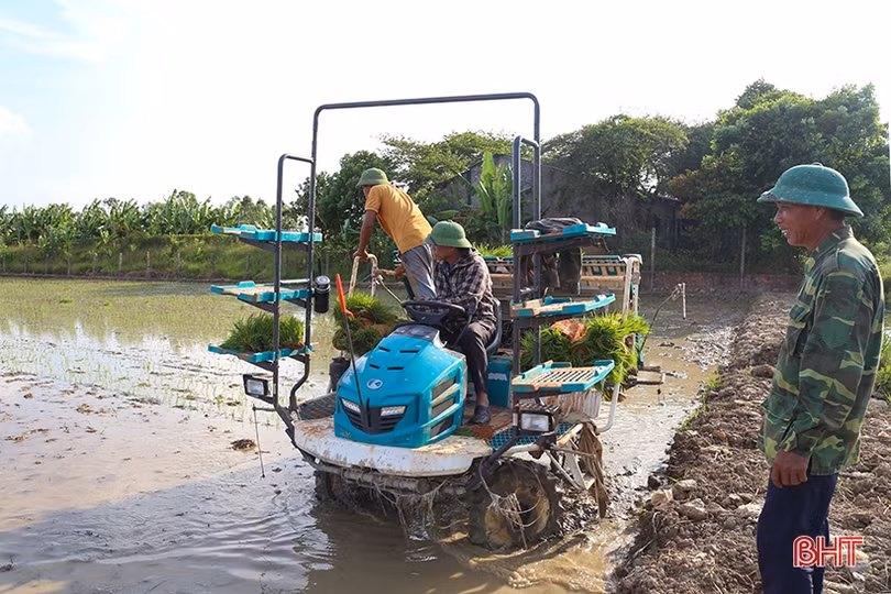 Thí điểm mô hình sản xuất lúa hữu cơ ở Can Lộc