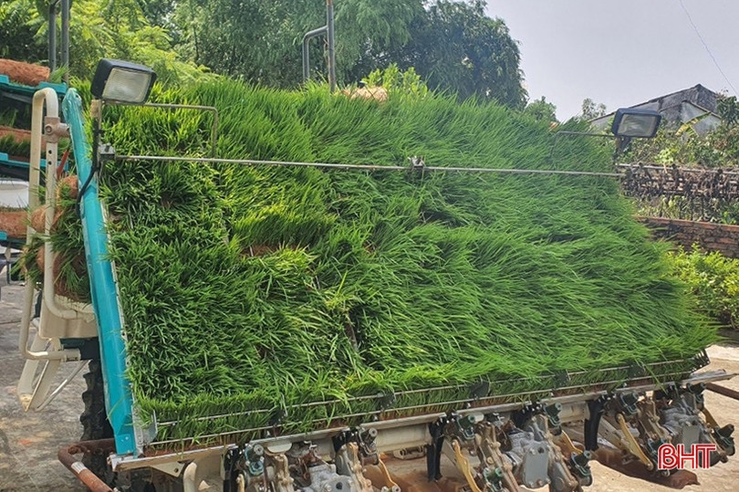 Thí điểm mô hình sản xuất lúa hữu cơ ở Can Lộc