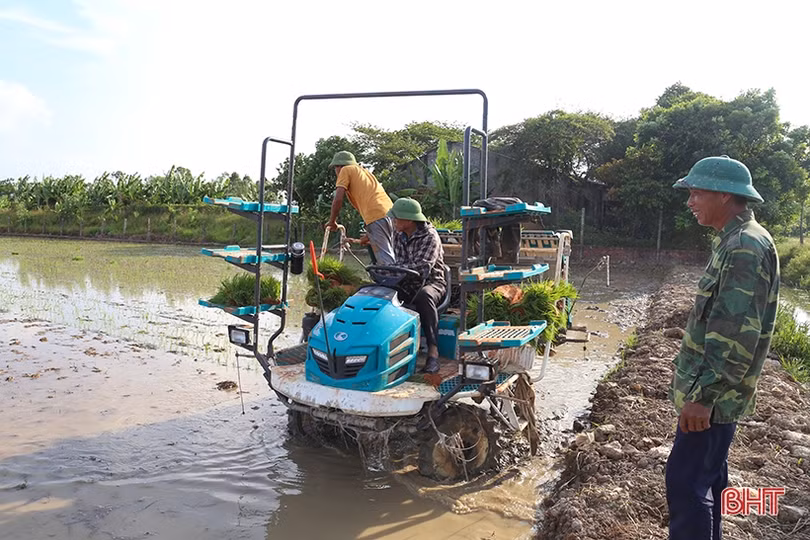 Sản xuất hè thu “chạy đua” với thời vụ