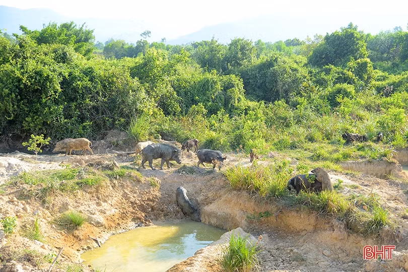 9X Nghi Xuân khai hoang đất đồi nuôi hàng trăm con lợn rừng