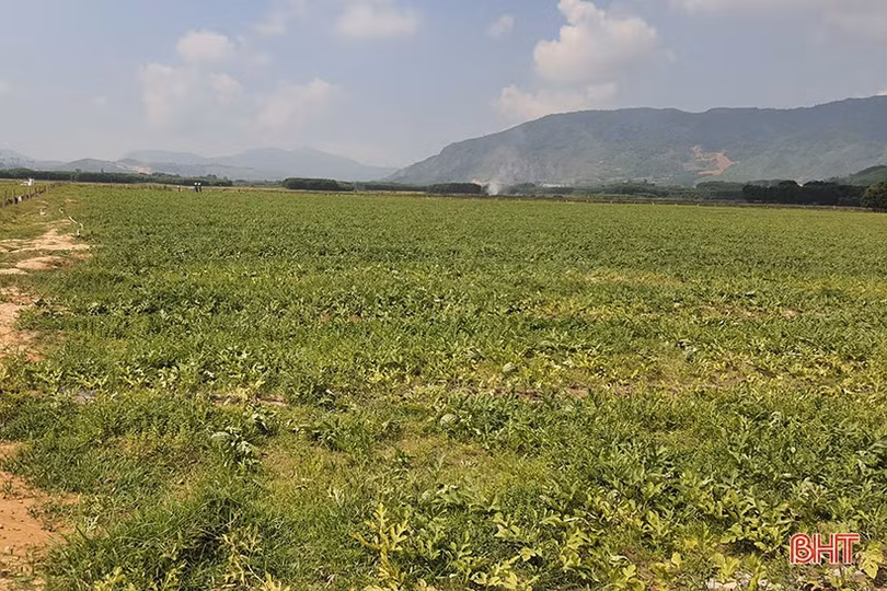 Trồng dưa hấu trên đồng hoang cho thu nhập cao