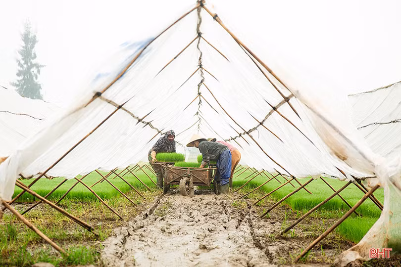 Hà Tĩnh cơ bản hoàn thành gieo cấy lúa xuân 2024