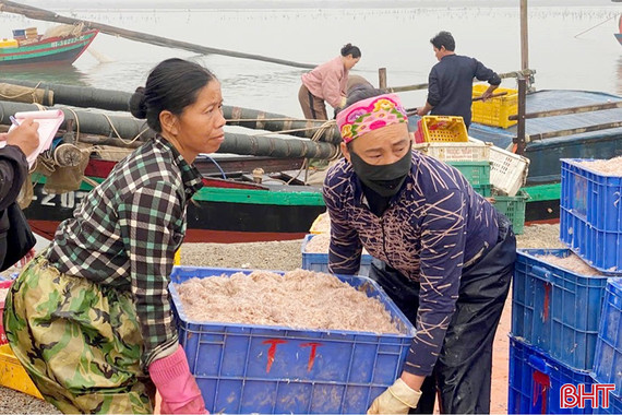 Ngư dân vùng biển ngang Hà Tĩnh được mùa tép
