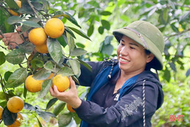 Cam Tết đắt hàng, nông dân Vũ Quang phấn khởi