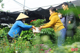 Tết về sớm trên những vườn hoa, cây cảnh 