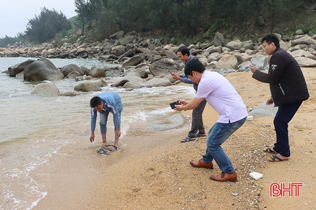 Bắt được rùa quý hiếm, ngư dân Cẩm Xuyên phối hợp thả về với biển