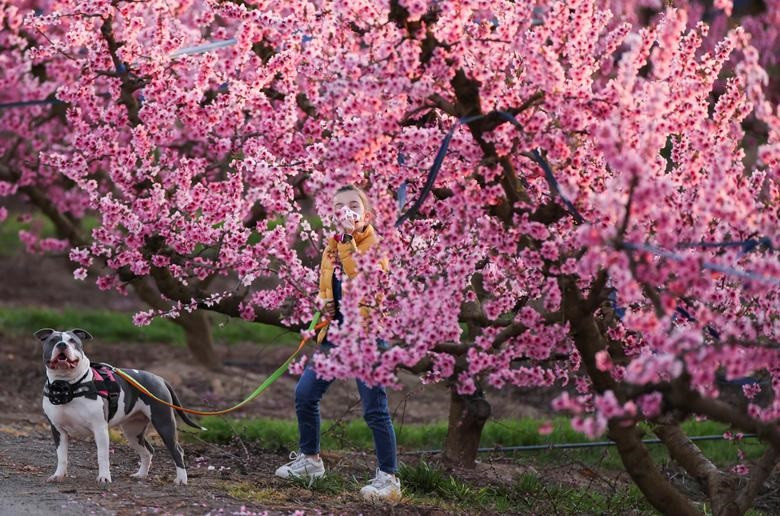 Khung cảnh mùa xuân khắp nơi trên thế giới