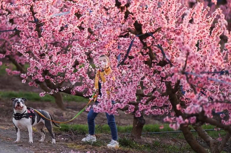 Khung cảnh mùa xuân khắp nơi trên thế giới