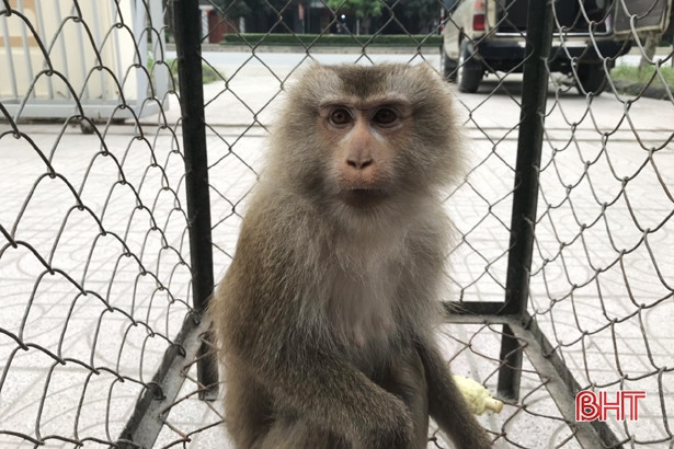 Bàn giao cá thể khỉ đuôi lợn và cu li nhỏ cho Vườn Quốc gia Vũ Quang