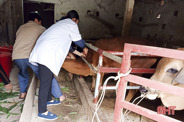 Đức Thọ triển khai tiêm vắc-xin viêm da nổi cục trên đàn bò