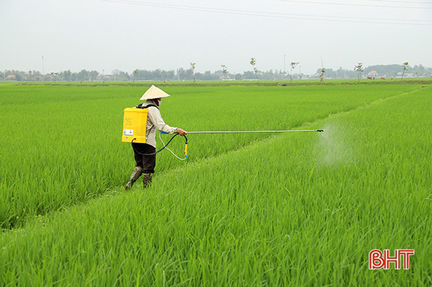 Hà Tĩnh: 231 ha lúa nhiễm đạo ôn lá