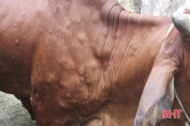 Đức Thọ xuất hiện bệnh viêm da nổi cục trên bò