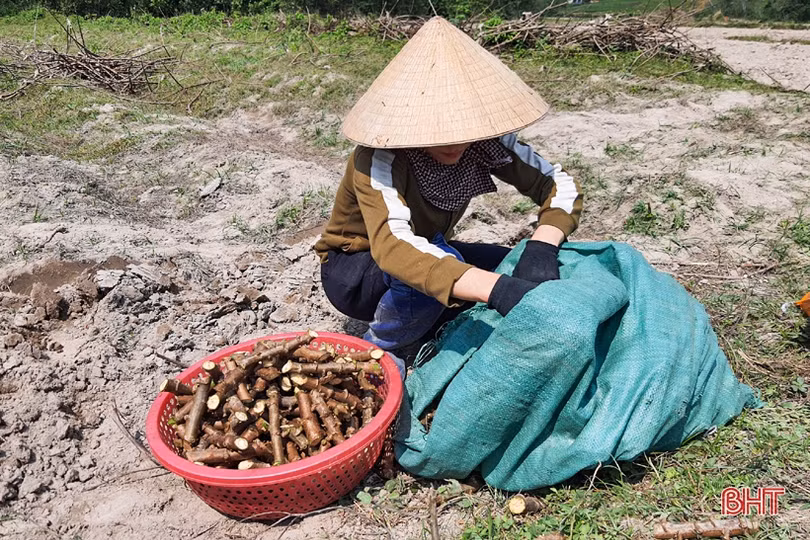 Gần 900 mô hình được hỗ trợ, tạo động lực để huyện Kỳ Anh đạt chuẩn NTM vào năm 2023