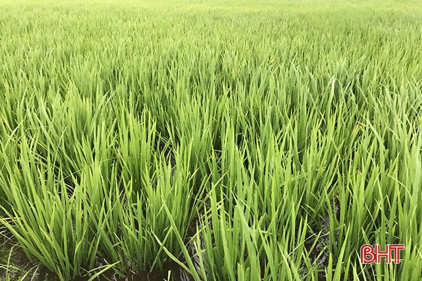 Tháng 4, Hà Tĩnh đón 2 - 3 đợt nắng nóng