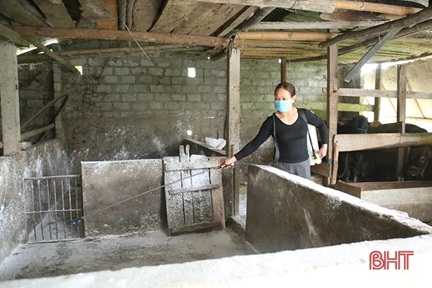 Dịch tả lợn châu Phi lan rộng, Hà Tĩnh ráo riết phòng ngừa