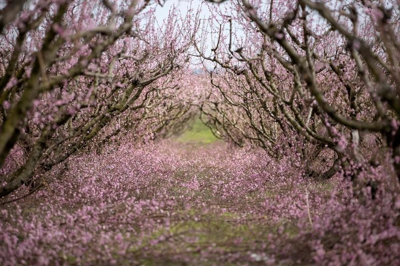 Khung cảnh mùa xuân khắp nơi trên thế giới