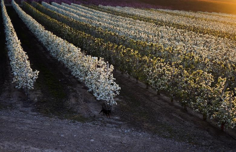 Khung cảnh mùa xuân khắp nơi trên thế giới