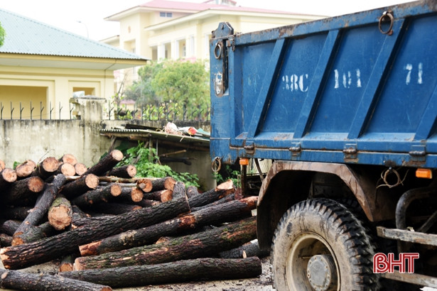 Xử phạt 10 triệu đồng đối tượng khai thác rừng thông trái phép ở Kỳ Anh