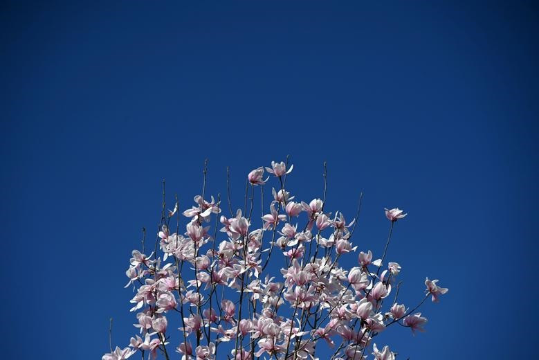 Khung cảnh mùa xuân khắp nơi trên thế giới