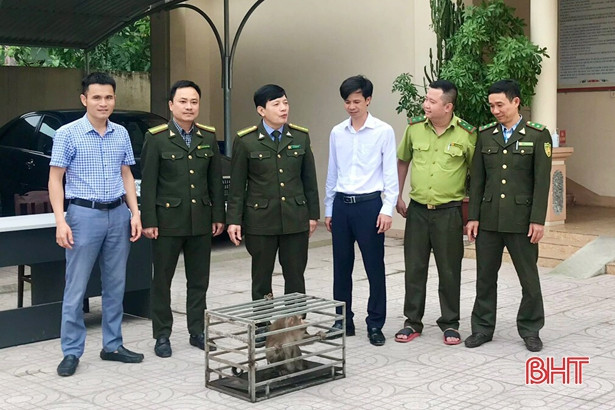 Bàn giao cá thể khỉ đuôi lợn quý hiếm cho Vườn Quốc gia Vũ Quang