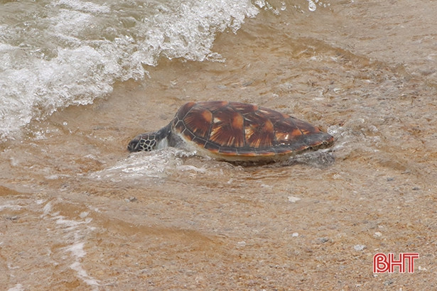 Bắt được rùa quý hiếm, ngư dân Cẩm Xuyên phối hợp thả về với biển