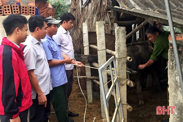 TX Hồng Lĩnh hoàn thành tiêm 800 liều vắc-xin viêm da nổi cục trên trâu, bò