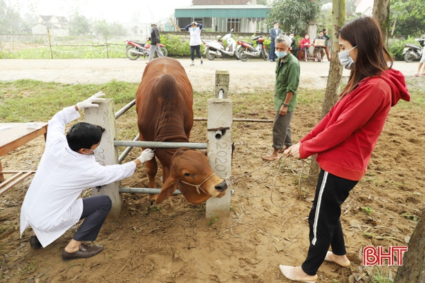 7 ngày đã qua, Nghi Xuân không có thêm trâu, bò bị viêm da nổi cục