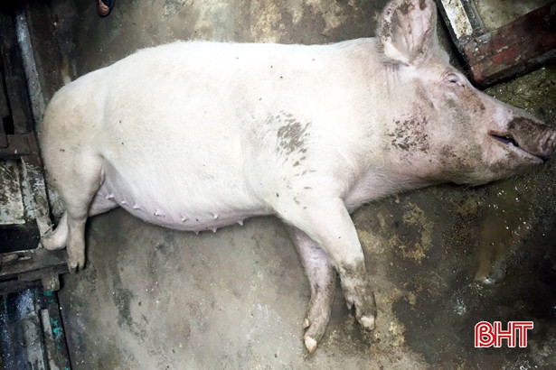 Hương Sơn xuất hiện bệnh viêm da nổi cục và dịch tả lợn châu Phi