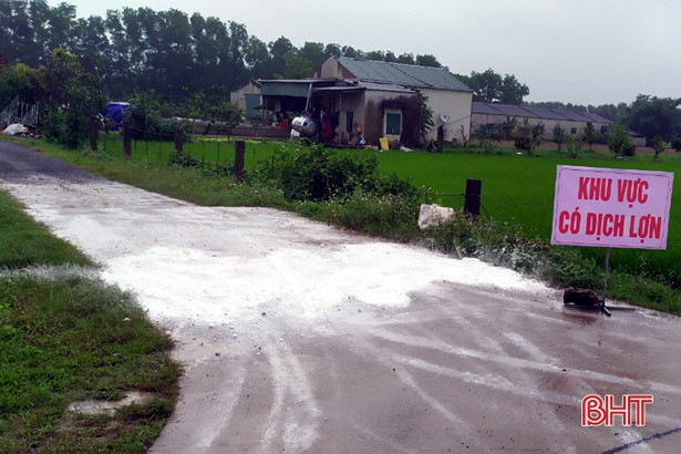 Tiêu hủy 20 con lợn mắc dịch tả lợn Châu Phi ở huyện Kỳ Anh