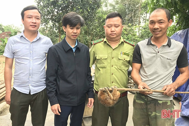 Một người dân ở miền núi Hà Tĩnh bàn giao cá thể cu li nhỏ để thả lại rừng