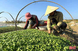 Mùa hái rau cải mầm ở địa bàn ven đô Hà Tĩnh