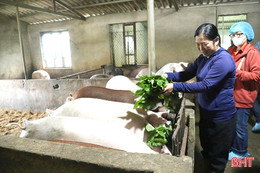 Bí quyết chăn nuôi an toàn giữa dịch tả lợn châu Phi hoành hành