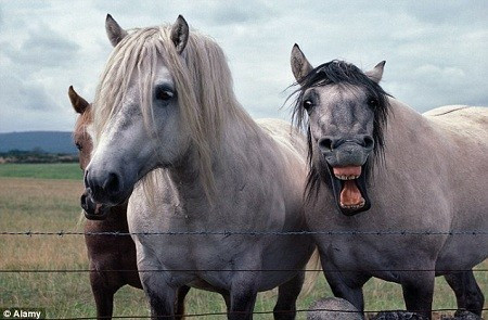 Đứng thứ hai là tục lệ của người Romania. Vào đêm giao thừa, nếu họ có thể nói chuyện với những gia súc, gia cầm nuôi trong nhà hoặc bỗng dưng nghe thấy chúng nói chuyện với nhau, điều đó báo hiệu cho một năm không may sắp tới.